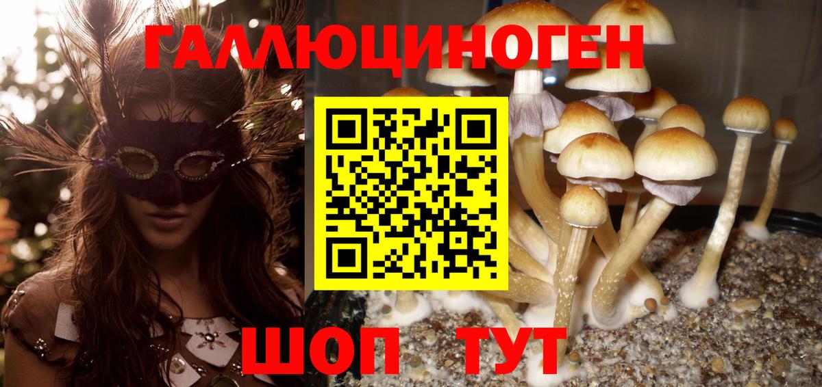 Галлюциногенные грибы Psilocybine cubensis  Вход с VPN  Брянск  Псилоцибиновые грибы прущие грибы 